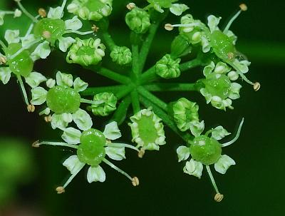 Ligusticum_canadense_florets.jpg