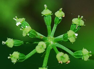 Ligusticum_canadense_fruits1.jpg