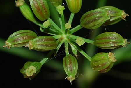 Ligusticum_canadense_fruits2.jpg