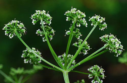 Ligusticum_canadense_inflorescence.jpg