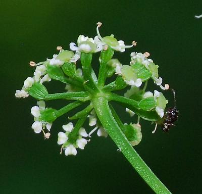 Ligusticum_canadense_involucel.jpg