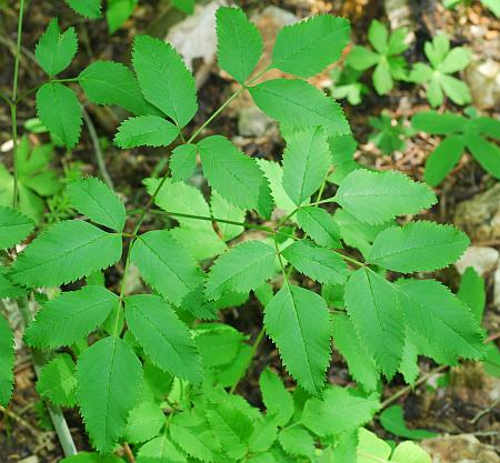 Ligusticum_canadense_leaf.jpg