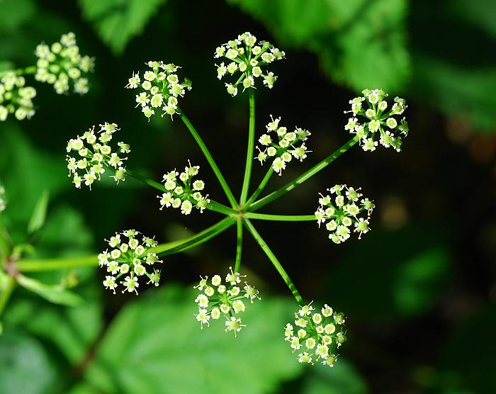 Ligusticum_canadense_plant.jpg