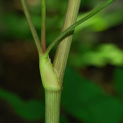 Ligusticum_canadense_stem.jpg