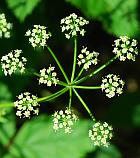 Ligusticum canadense thumbnail