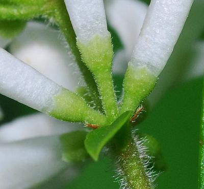 Ligustrum_obtusifolium_calyces.jpg