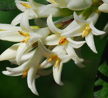 Ligustrum_obtusifolium_flowers.jpg