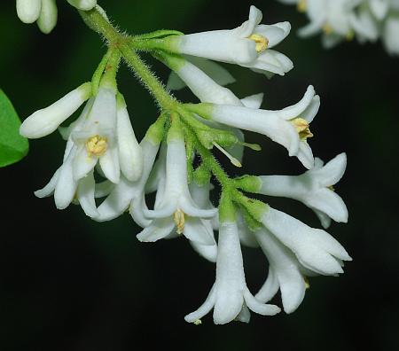 Ligustrum_obtusifolium_inflorescence.jpg