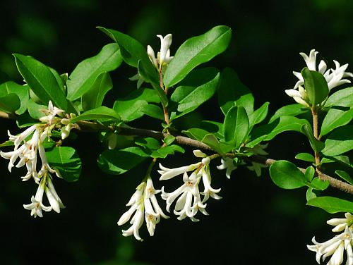 Ligustrum_obtusifolium_inflorescences.jpg