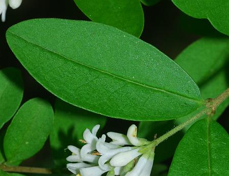 Ligustrum_obtusifolium_leaf1.jpg