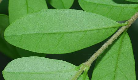 Ligustrum_obtusifolium_leaf2.jpg