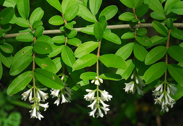 Ligustrum_obtusifolium_plant.jpg