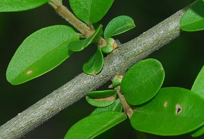 Ligustrum_obtusifolium_stem.jpg