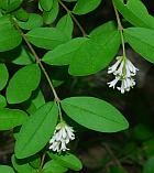 Ligustrum obtusifolium thumbnail