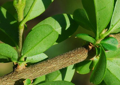 Ligustrum_obtusifolium_twigs.jpg