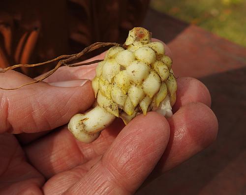 Lilium_michiganense_bulb.jpg