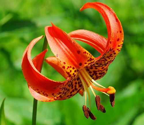 Lilium_michiganense_flower2.jpg