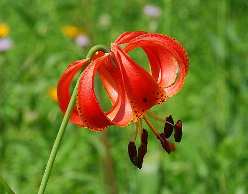 Lilium_michiganense_flower3.jpg