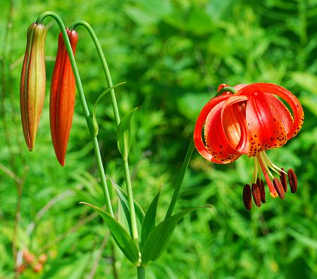 Lilium_michiganense_inflorescence.jpg