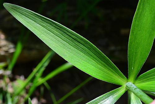 Lilium_michiganense_leaf1.jpg