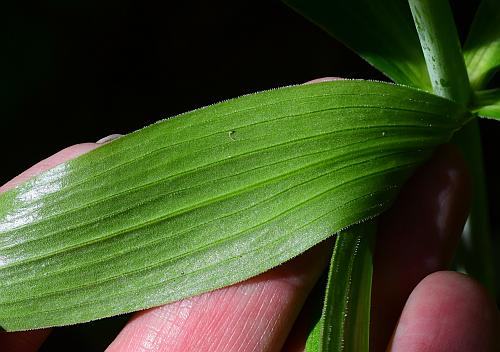 Lilium_michiganense_leaf2.jpg