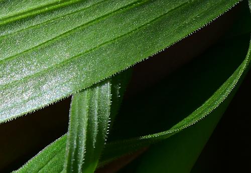 Lilium_michiganense_leaf2a.jpg