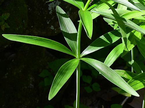 Lilium_michiganense_leaves1.jpg