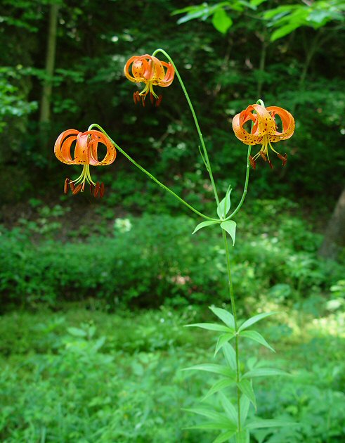 Lilium_michiganense_plant.jpg