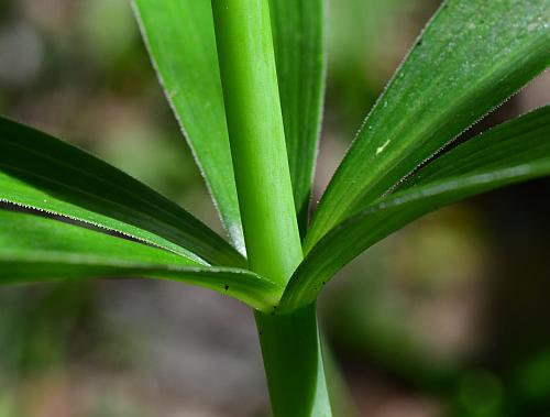 Lilium_michiganense_stem.jpg