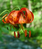 Lilium michiganense thumbnail