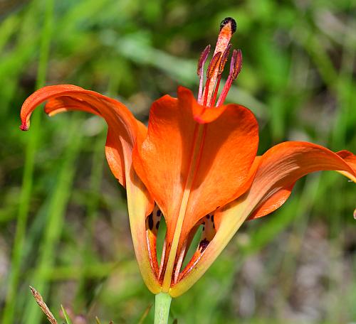 Lilium_philadelphicum_flower.jpg