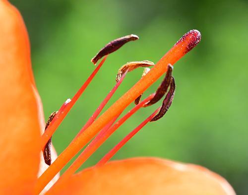 Lilium_philadelphicum_functional.jpg