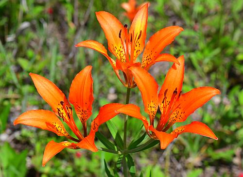 Lilium_philadelphicum_inflorescence.jpg