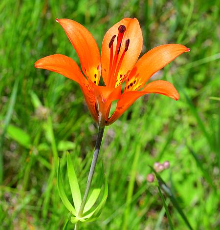 Lilium_philadelphicum_inflorescence2.jpg