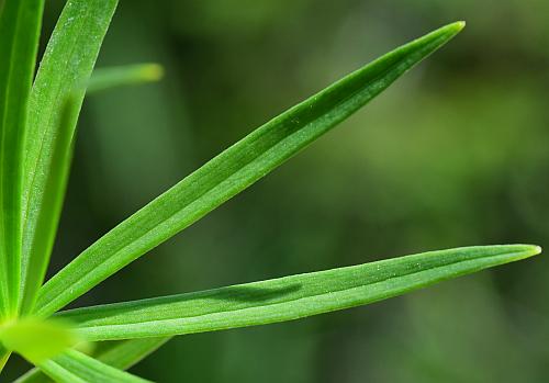 Lilium_philadelphicum_leaf1.jpg