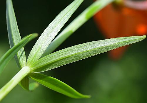 Lilium_philadelphicum_leaf2.jpg