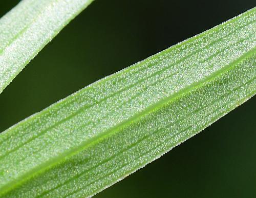 Lilium_philadelphicum_leaf2a.jpg