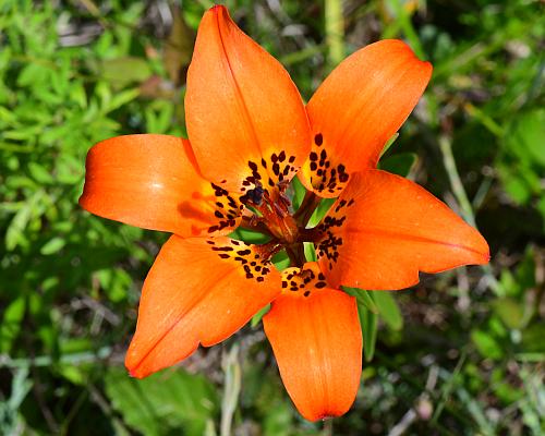 Lilium_philadelphicum_perianth.jpg