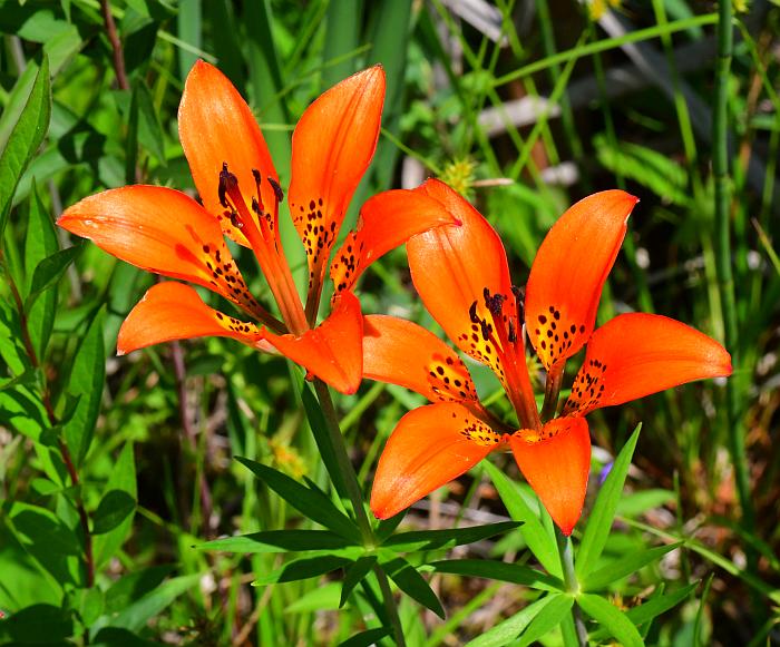 Lilium_philadelphicum_plant.jpg