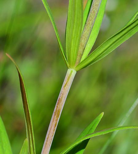 Lilium_philadelphicum_stem.jpg