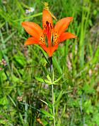 Lilium philadelphicum thumbnail