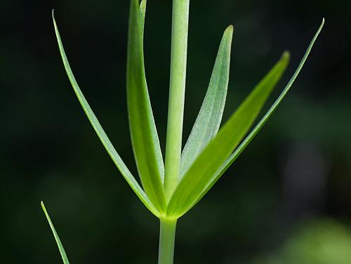 Lilium_philadelphicum_whorl.jpg