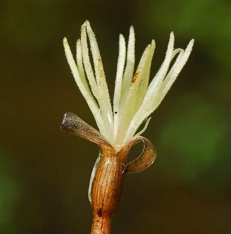 Limnobium_spongia_flower.jpg