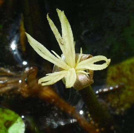 Limnobium_spongia_flower2.jpg