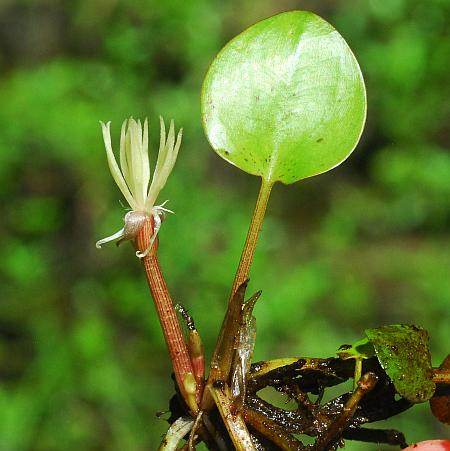 Limnobium_spongia_inflorescence.jpg