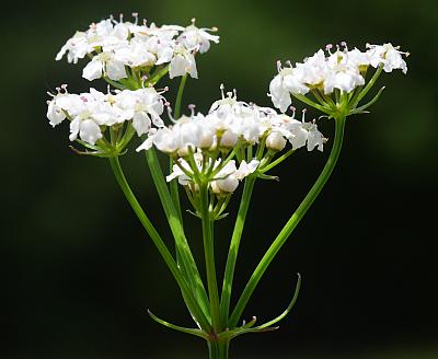 Limnosciadium_pinnatum_inflorescence1.jpg