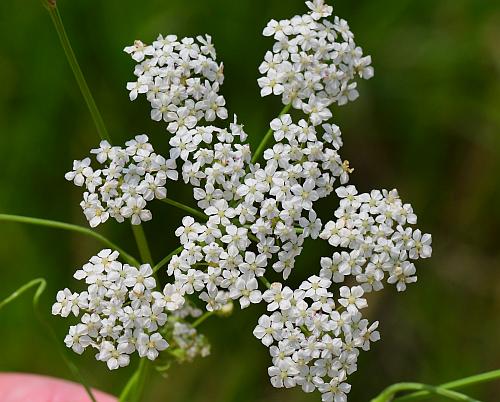 Limnosciadium_pinnatum_inflorescence2.jpg