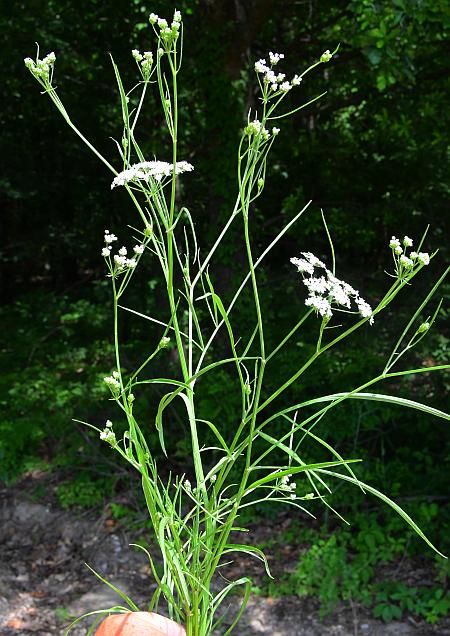 Limnosciadium_pinnatum_plant.jpg