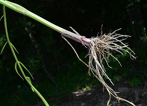 Limnosciadium_pinnatum_roots.jpg