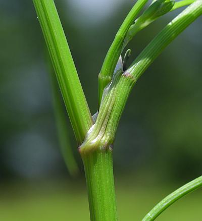 Limnosciadium_pinnatum_stem.jpg